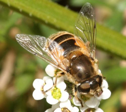 Réf. 55 155 : Eristalis arbustorum