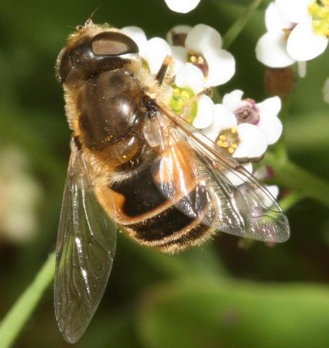 Eristalis arbustorum