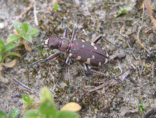 Réf. 55 412 : Cicindela hybrida