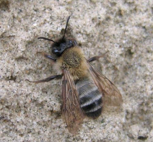 Andrena nycthemera