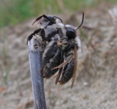 Andrena vaga