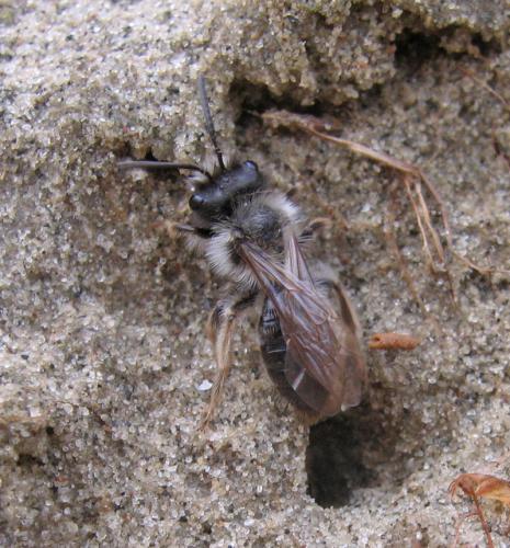 Andrena vaga