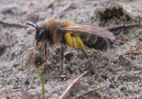 Réf. 55 321 : Andrena sp.