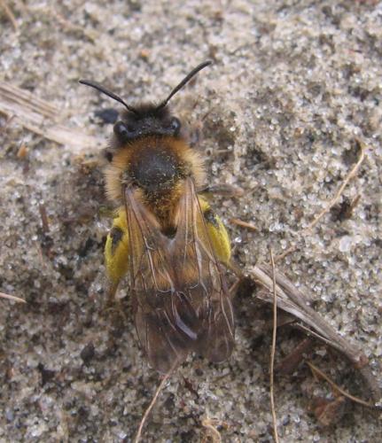 Andrena sp.
