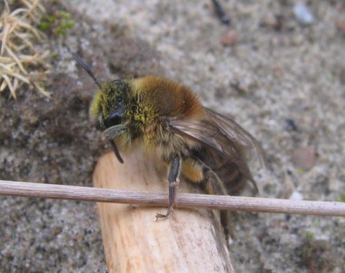 Colletes cunicularius