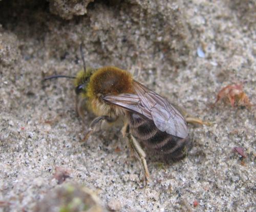 Réf. 55 255 : Colletes cunicularius