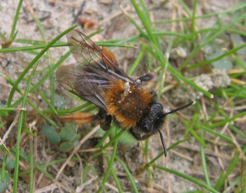 Réf. 55 358 : Andrena clarkella