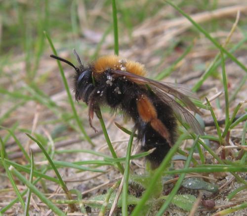 Réf. 55 357 : Andrena clarkella