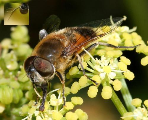 Réf. 55 408 : Eristalis similis
