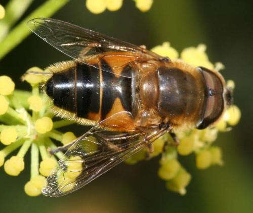 Réf. 55 409 : Eristalis similis