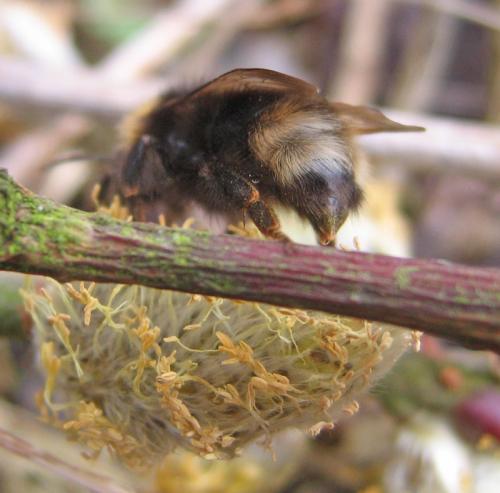 Bombus sp.