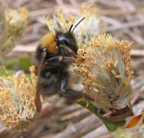 Bombus sp.