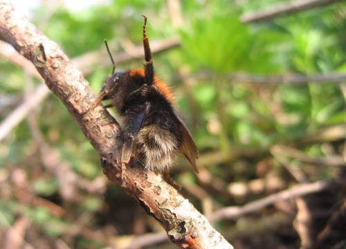 Bombus hypnorum