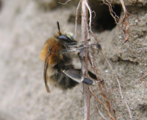 Anthophora plumipes