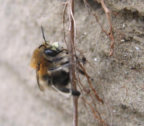 Anthophora plumipes
