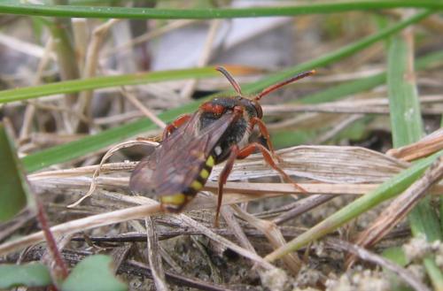 Nomada sp.
