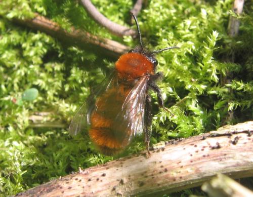 Andrena fulva