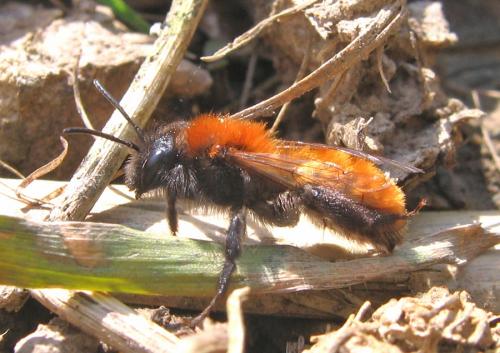 Andrena fulva