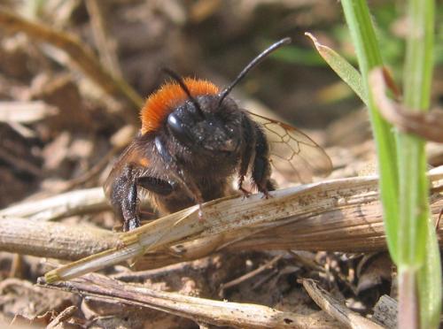 Andrena fulva