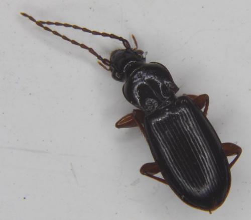 Réf. 55 263 : Patrobus atrorufus
