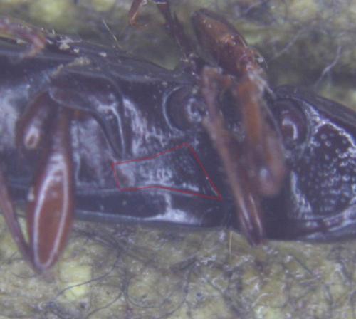 Réf. 55 264 : Patrobus atrorufus