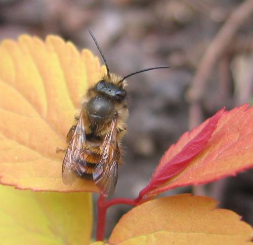 Réf. 55 720 : Osmia bicornis