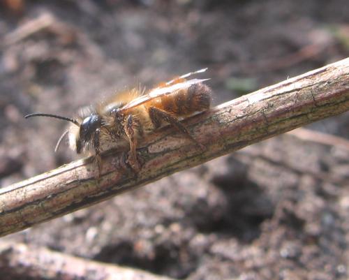Réf. 55 721 : Osmia bicornis