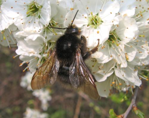 Réf. 55 755 : Bombus sp.