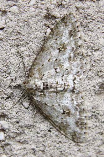 Ectropis crepuscularia