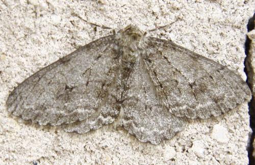 Ectropis crepuscularia