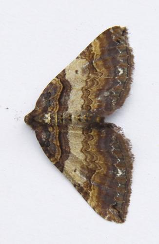 Earophila badiata