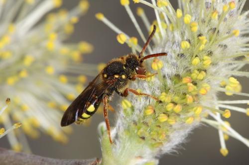 Réf. 55 325 : Nomada lathburiana