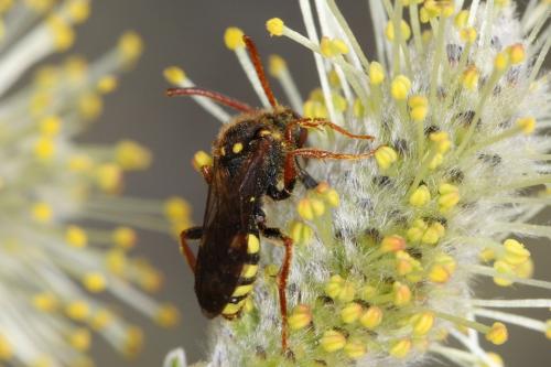 Réf. 55 390 : Nomada lathburiana