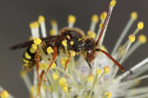 Nomada lathburiana
