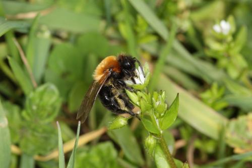 Réf. 55 303 : Andrena thoracica