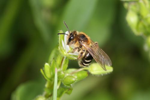 Réf. 55 265 : Andrena propinqua