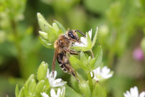 Réf. 55 296 : Andrena propinqua