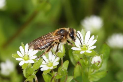 Réf. 55 297 : Andrena propinqua