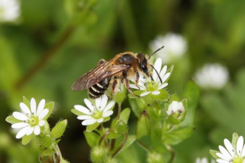 Andrena propinqua