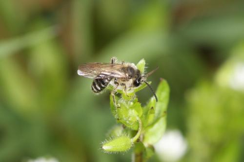Andrena sp.