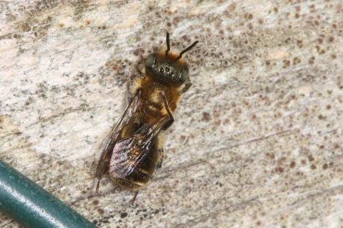 Réf. 55 489 : Osmia sp.