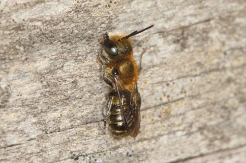 Osmia sp.