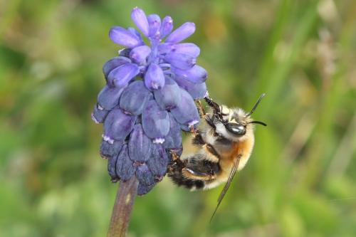 Anthophora retusa