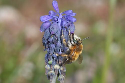 Anthophora retusa