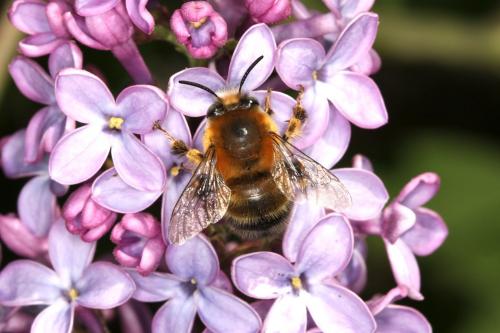 Anthophora retusa