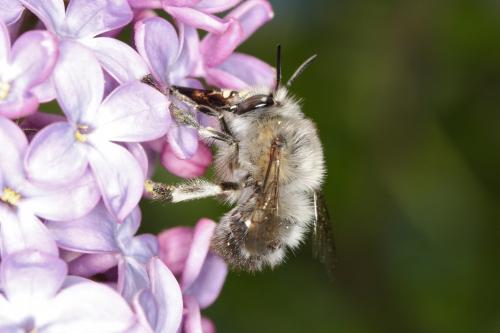 Anthophora plumipes