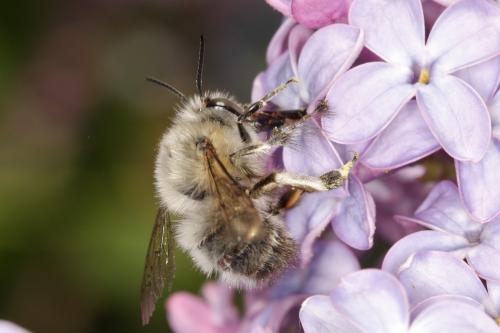 Anthophora plumipes
