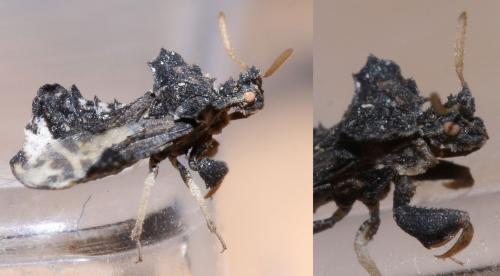 Phymata monstrosa