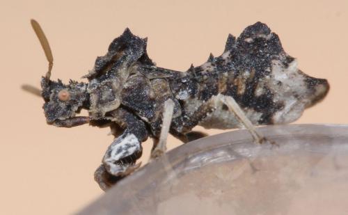 Phymata monstrosa