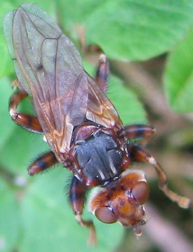 Myopa testacea
